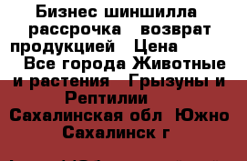 Бизнес шиншилла, рассрочка - возврат продукцией › Цена ­ 4 500 - Все города Животные и растения » Грызуны и Рептилии   . Сахалинская обл.,Южно-Сахалинск г.